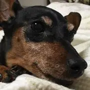 ショコ