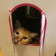 えりんこの画像