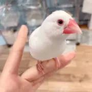 ぴーの画像