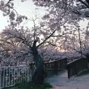 さくら