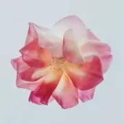 やまの画像