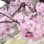 雨月の画像