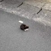 アッキー