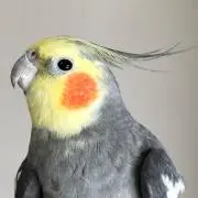 ぼたんの画像