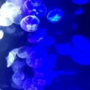 ゆんぴょすの画像