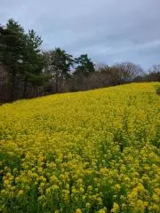 MiMiの画像