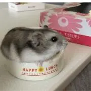 hamhamの画像