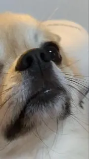 さゆり