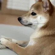 cky_oの画像