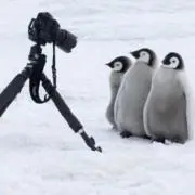 とむの画像