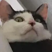 チワワの画像