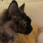 はなちゃん