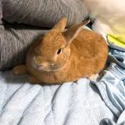 わらびー