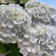 ぺすこ*の画像