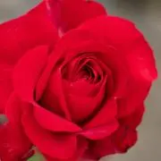 pecoの画像