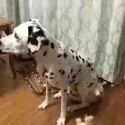 ミントハウスの画像