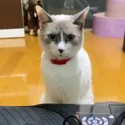 sunkの画像