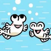 アコヤ貝の画像