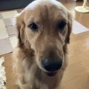 utsukiuの画像