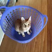 キャベツ
