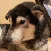junjunの画像