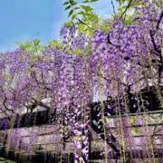 柚木の画像