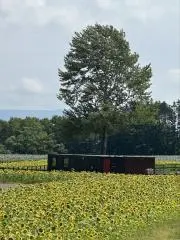 Tgの画像
