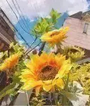 ❁⃘SORA❁⃘の画像