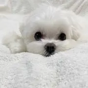 ramuちゃんの画像