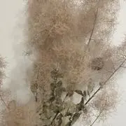 akkoの画像