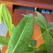 熱闘甲子園