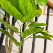 ガチャガチャ売ってますの画像