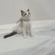 ららの画像