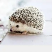 COCOの画像