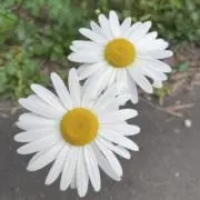 チロルの画像