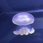 終末のアネストの画像