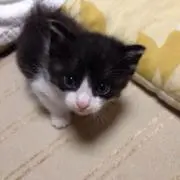 mimiの画像