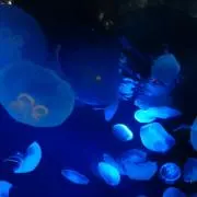 チマチマの画像