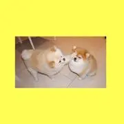 vvの画像