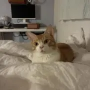 kimmyyの画像