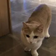 ふらら