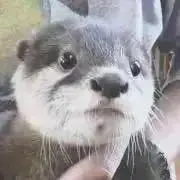タクトの画像