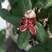 ポテチの画像