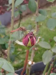 桃栗三年柿八年