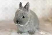 いちごの画像