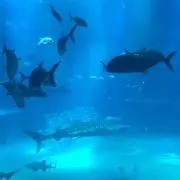 悠希の画像