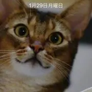 よっちゃんの画像