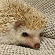 トゥルークライムの画像