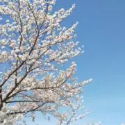 えだまめの画像
