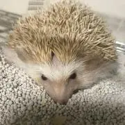 ヒツカモ